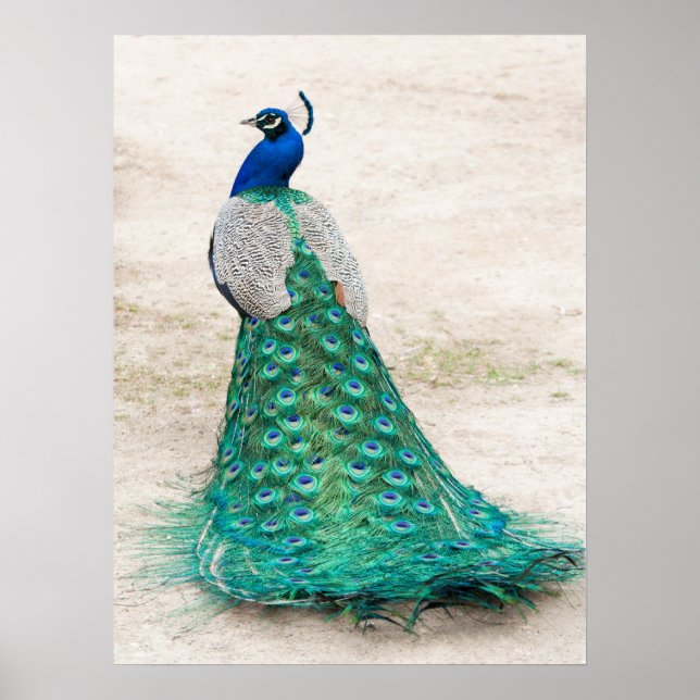 Peacock Poster (Vorne)