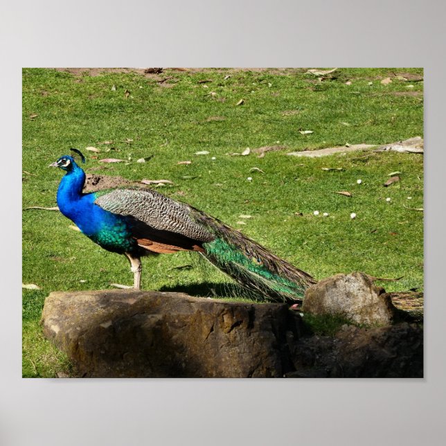 Peacock Poster (Vorne)