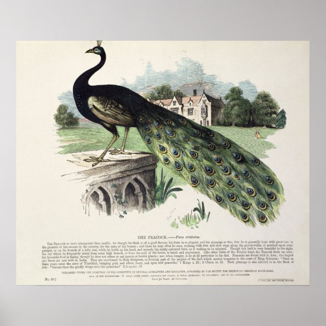 Peacock Poster (Vorne)