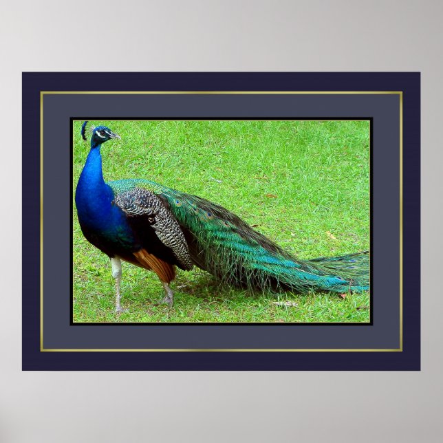 Peacock Poster (Vorne)