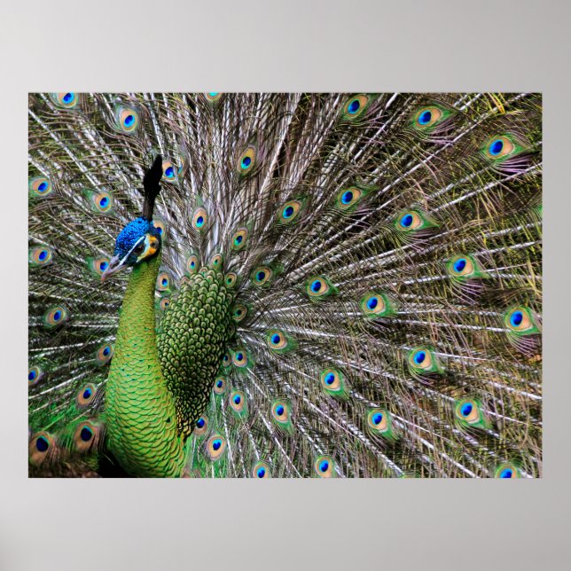 Peacock Poster (Vorne)