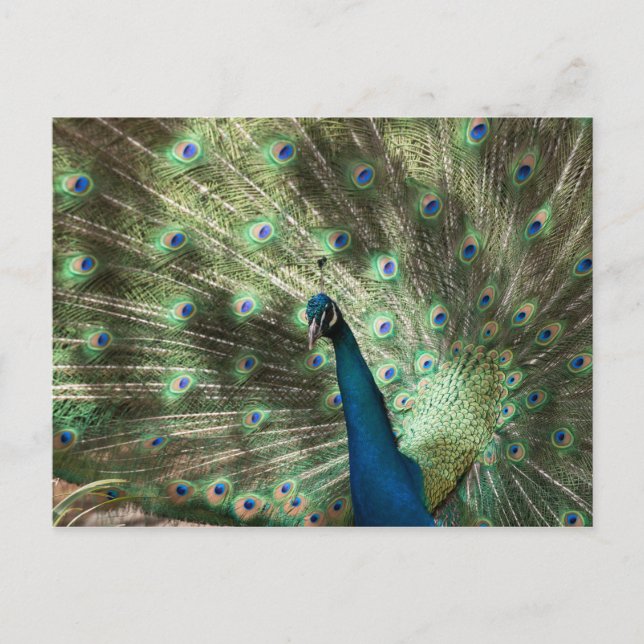 Peacock Postkarte (Vorderseite)