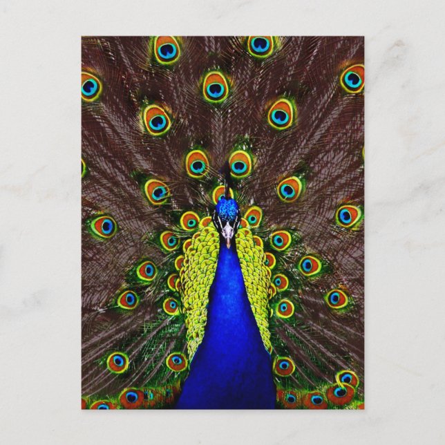 Peacock Postkarte (Vorderseite)