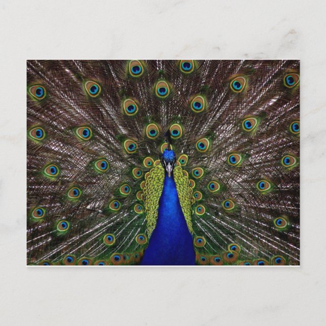 Peacock Postkarte (Vorderseite)