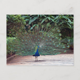 Peacock Postkarte