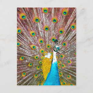 Peacock Postkarte
