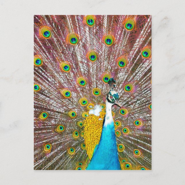 Peacock Postkarte (Vorderseite)