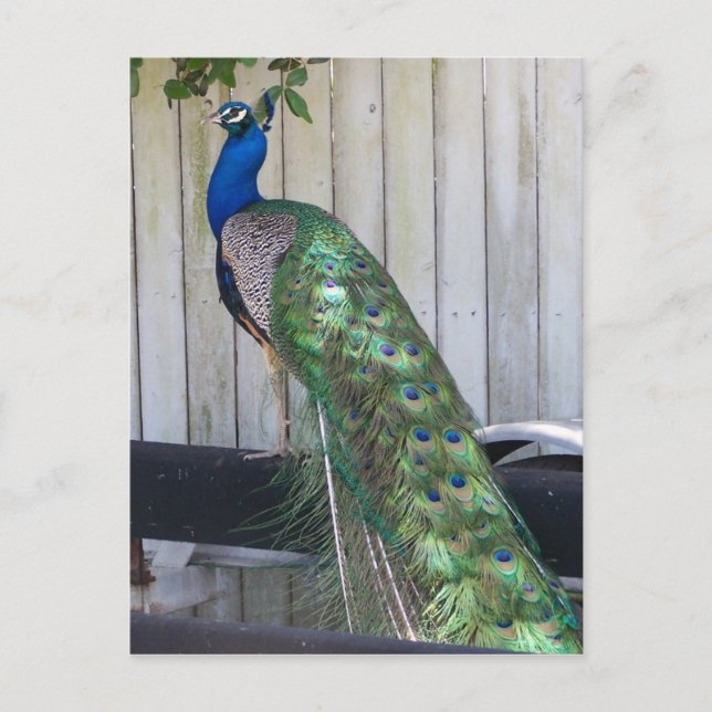 Peacock Postkarte (Vorderseite)