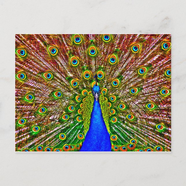 Peacock Postkarte (Vorderseite)