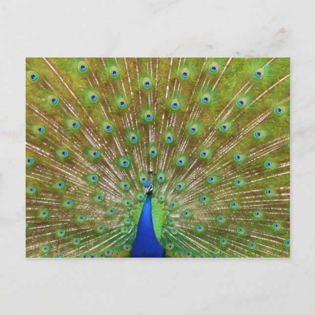Peacock Postkarte (Vorderseite)