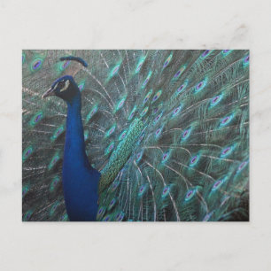Peacock Postkarte