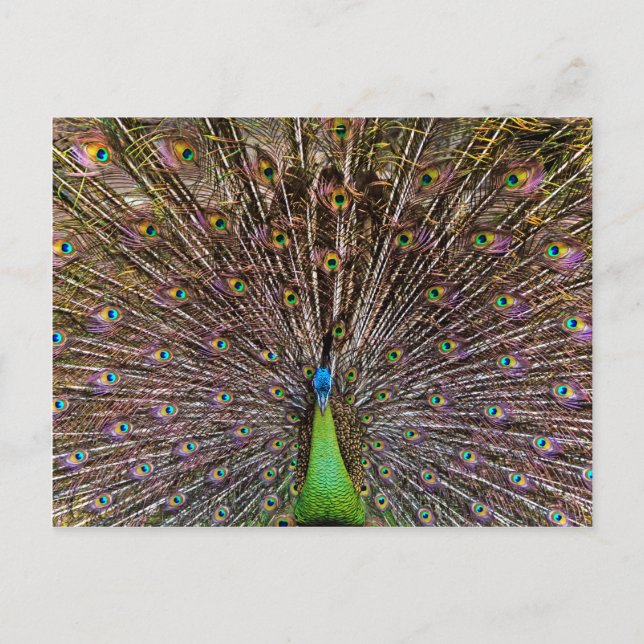 Peacock Postkarte (Vorderseite)