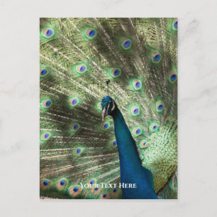 Peacock Postkarte
