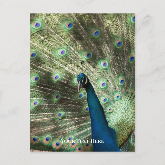 Peacock Postkarte (Vorderseite)