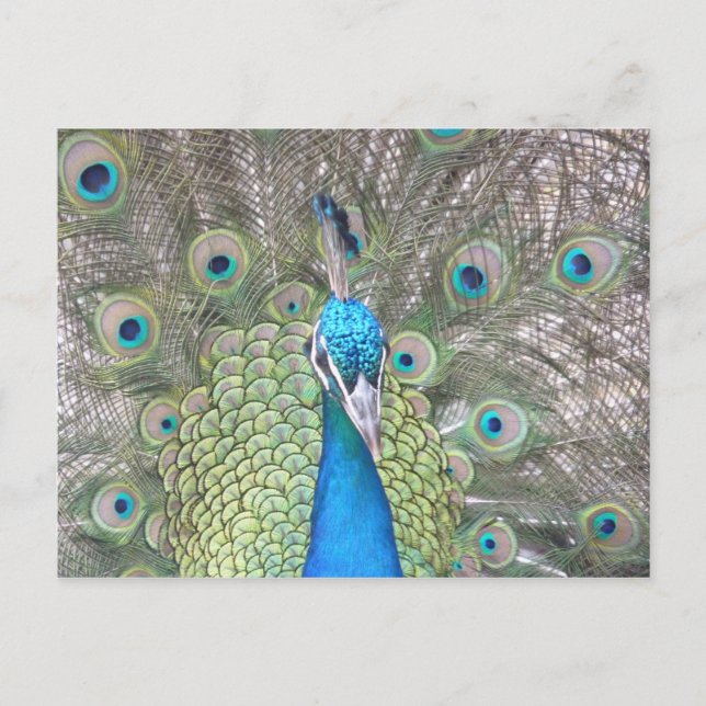 Peacock Postkarte (Vorderseite)