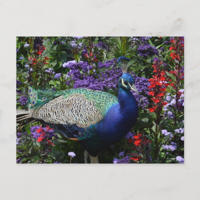 Peacock Postkarte (Vorderseite)