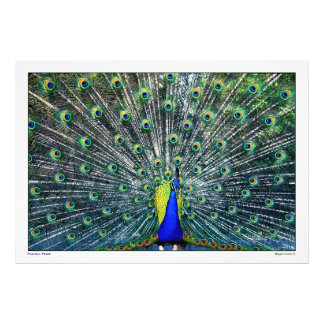 PEACOCK PRIDE FOTODRUCK