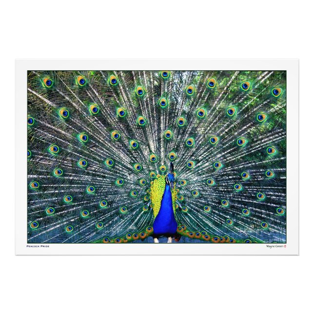 PEACOCK PRIDE FOTODRUCK (Vorne)