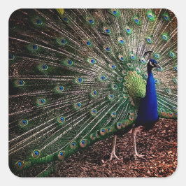 Peacock Quadratischer Aufkleber