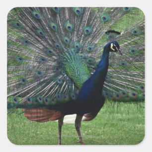 Peacock Quadratischer Aufkleber