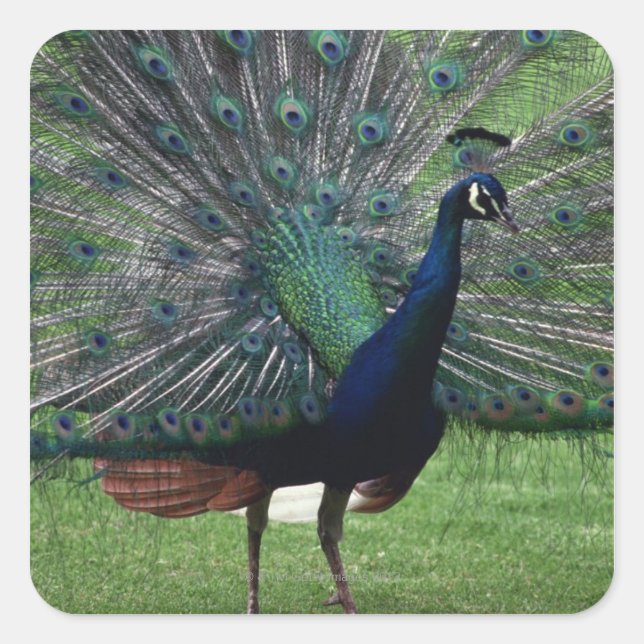 Peacock Quadratischer Aufkleber (Vorderseite)