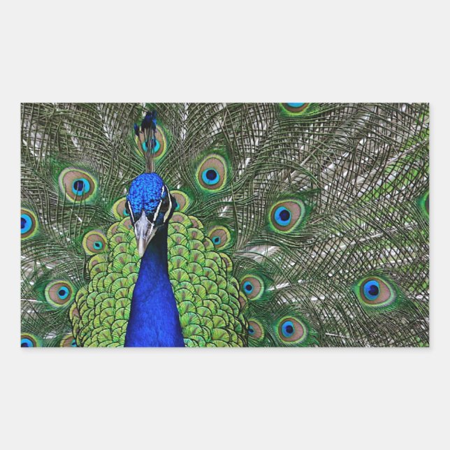 Peacock Rechteckiger Aufkleber (Vorderseite)