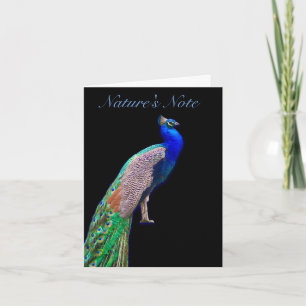 PEACOCK RESTING FOTO PHEASANT NOTE CARD