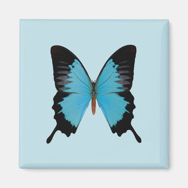 Peacock Royal Magnet (Vorne)