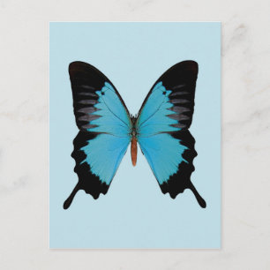 Peacock Royal Postkarte