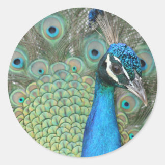 Peacock Runder Aufkleber