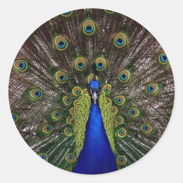 Peacock Runder Aufkleber (Vorderseite)