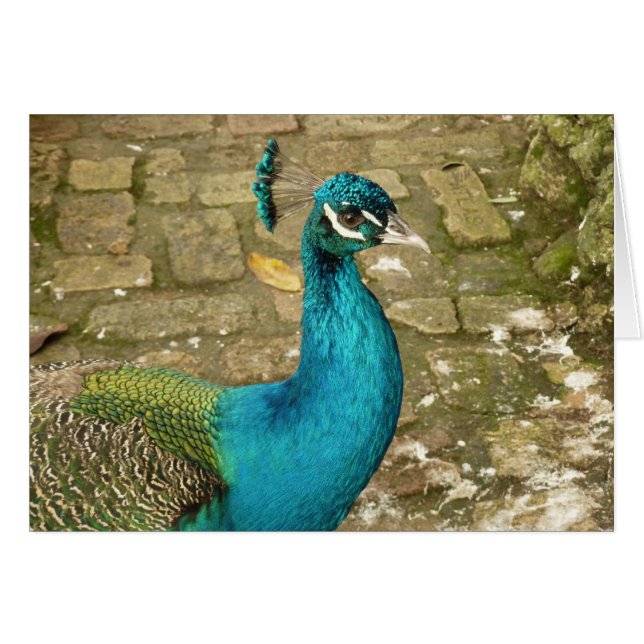 Peacock Schöne Naturfotografie (Vorderseite (Horizontal))