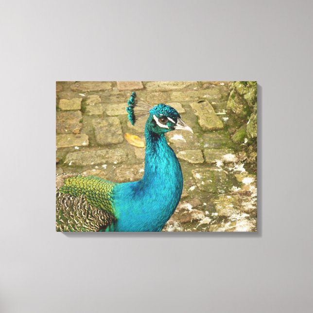 Peacock Schöne Naturfotografie Leinwanddruck (Vorderseite)