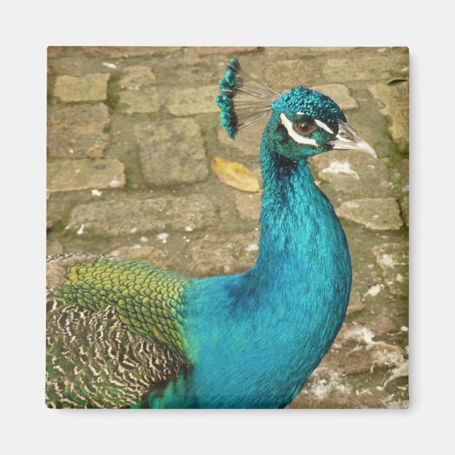 Peacock Schöne Naturfotografie Magnet (Vorne)