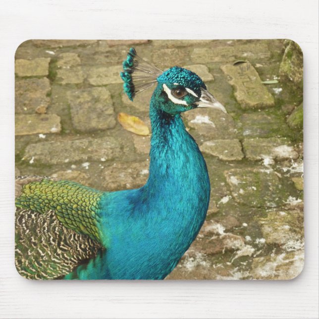 Peacock Schöne Naturfotografie Mousepad (Vorne)