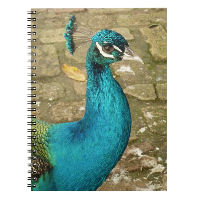Peacock Schöne Naturfotografie Notizblock (Vorderseite)