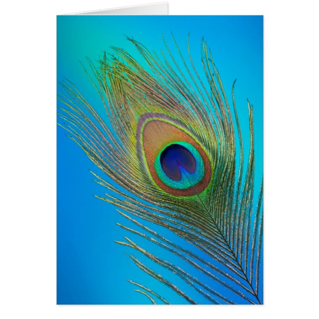 Peacock Schwanz Feather (Vorne)