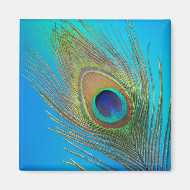Peacock Schwanz Feather Magnet (Vorne)
