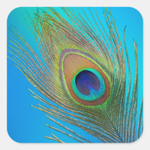 Peacock Schwanz Feather Quadratischer Aufkleber