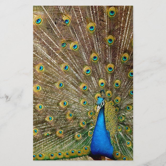 Peacock Schwanz Feathers Briefpapier (Vorderseite)