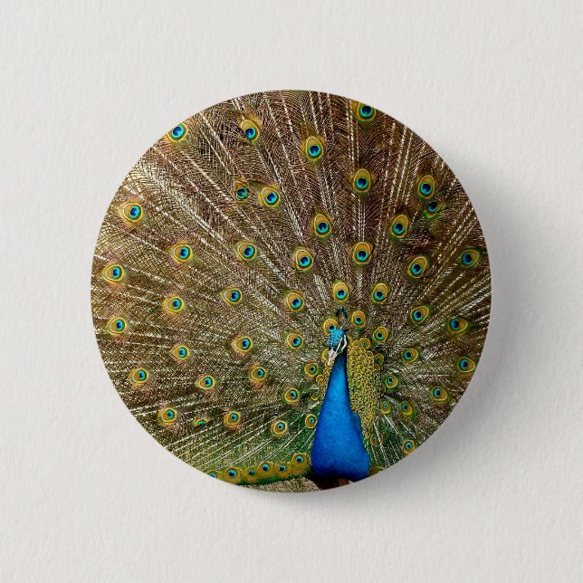 Peacock Schwanz Feathers Button (Vorderseite)