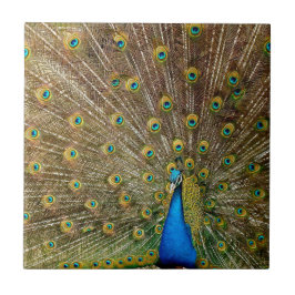 Peacock Schwanz Feathers Fliese