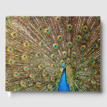 Peacock Schwanz Feathers