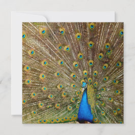 Peacock Schwanz Feathers Karte