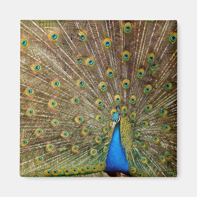 Peacock Schwanz Feathers Magnet (Vorne)
