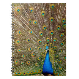 Peacock Schwanz Feathers Notizblock