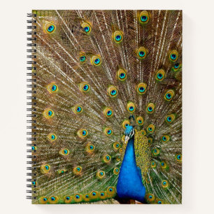 Peacock Schwanz Feathers Notizbuch
