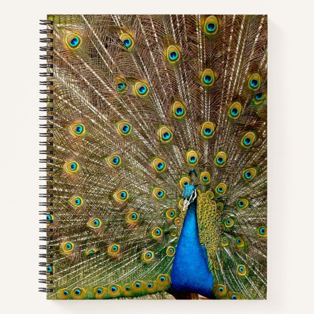 Peacock Schwanz Feathers Notizbuch (Vorderseite)