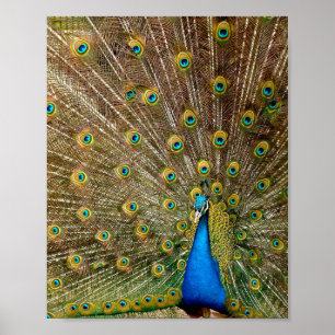 Peacock Schwanz Feathers Poster