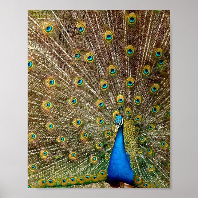 Peacock Schwanz Feathers Poster (Vorne)